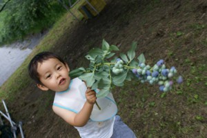 ブルーベリー狩り